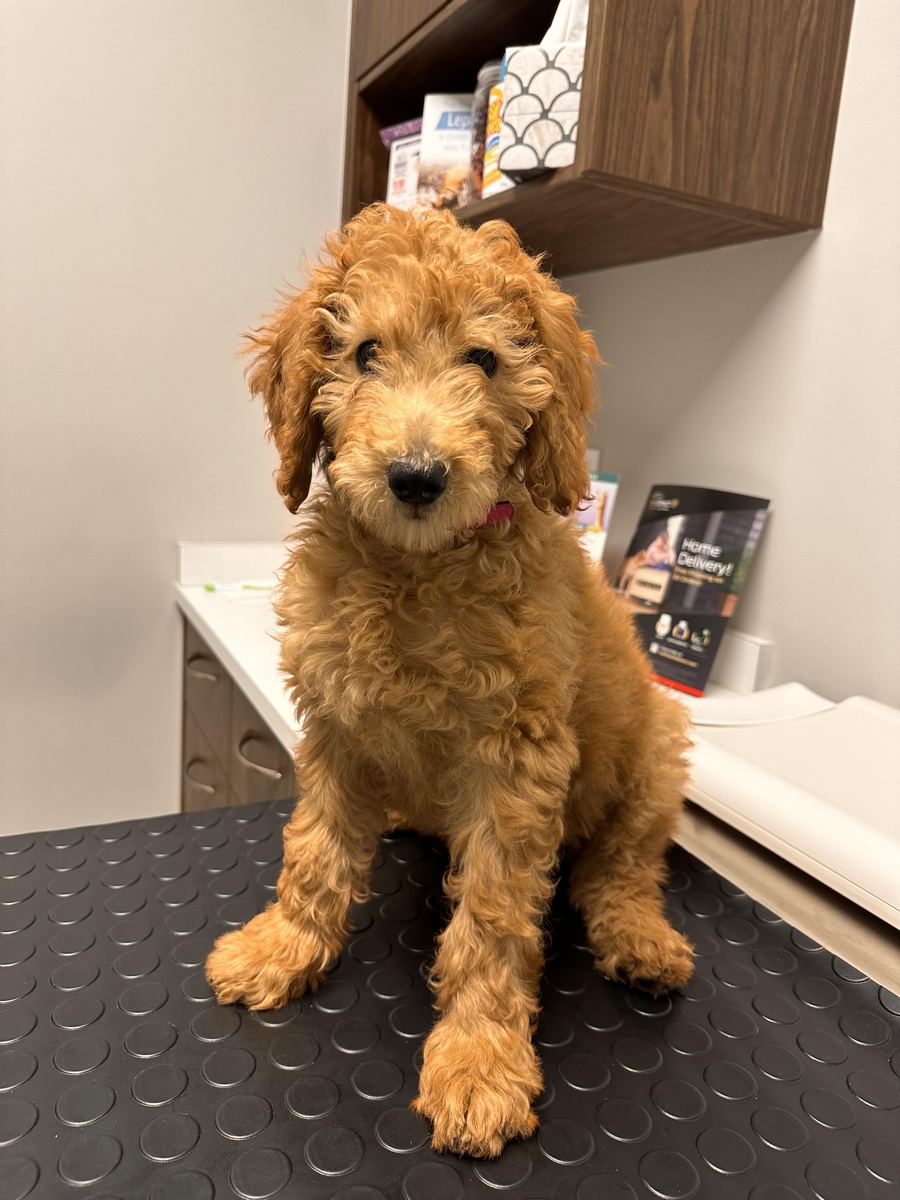 Ruby, a goldendoodle, standing indoors