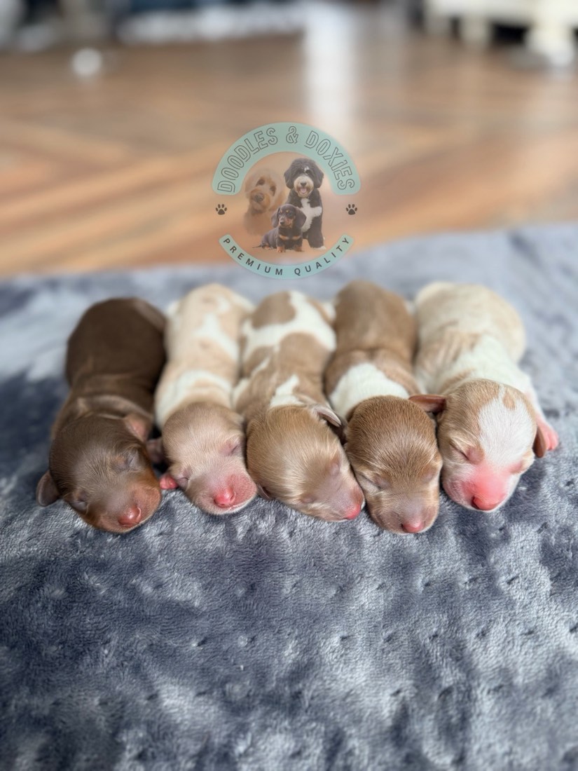 Autumn + Pickles litter