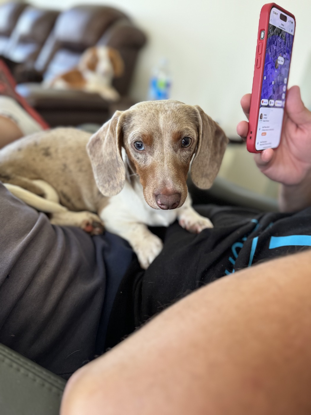 A Doodles & Doxies mini dachshund puppy