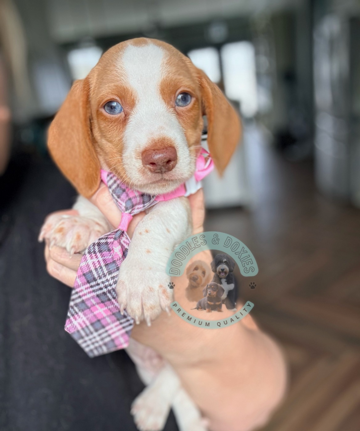 A mini dachshund puppy on a routine at Doodles & Doxies