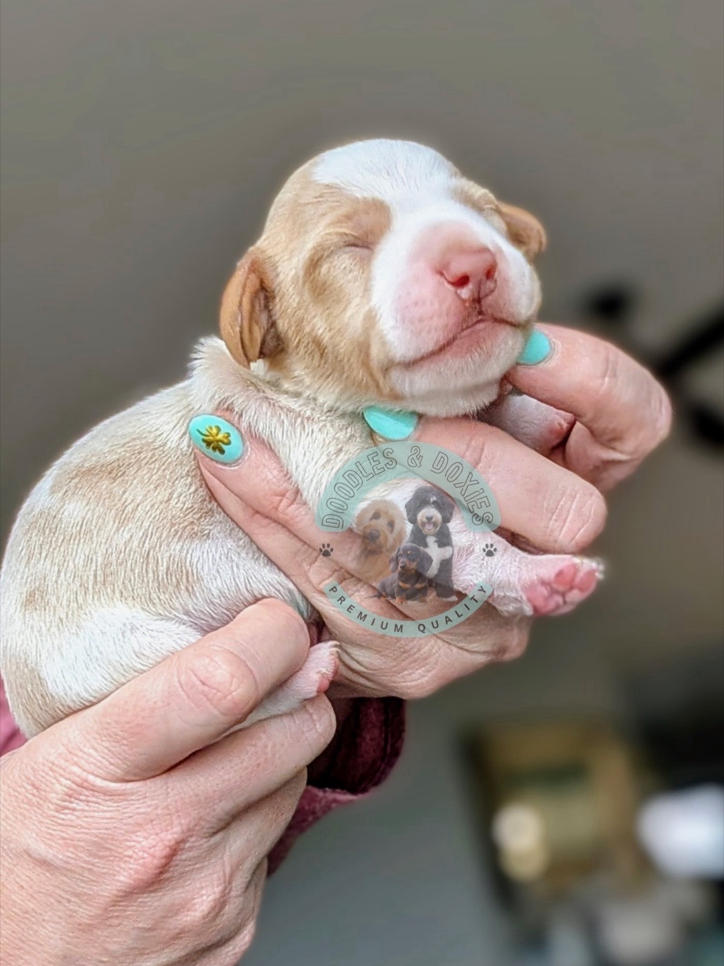 A dachshund puppy being handled and socialised
