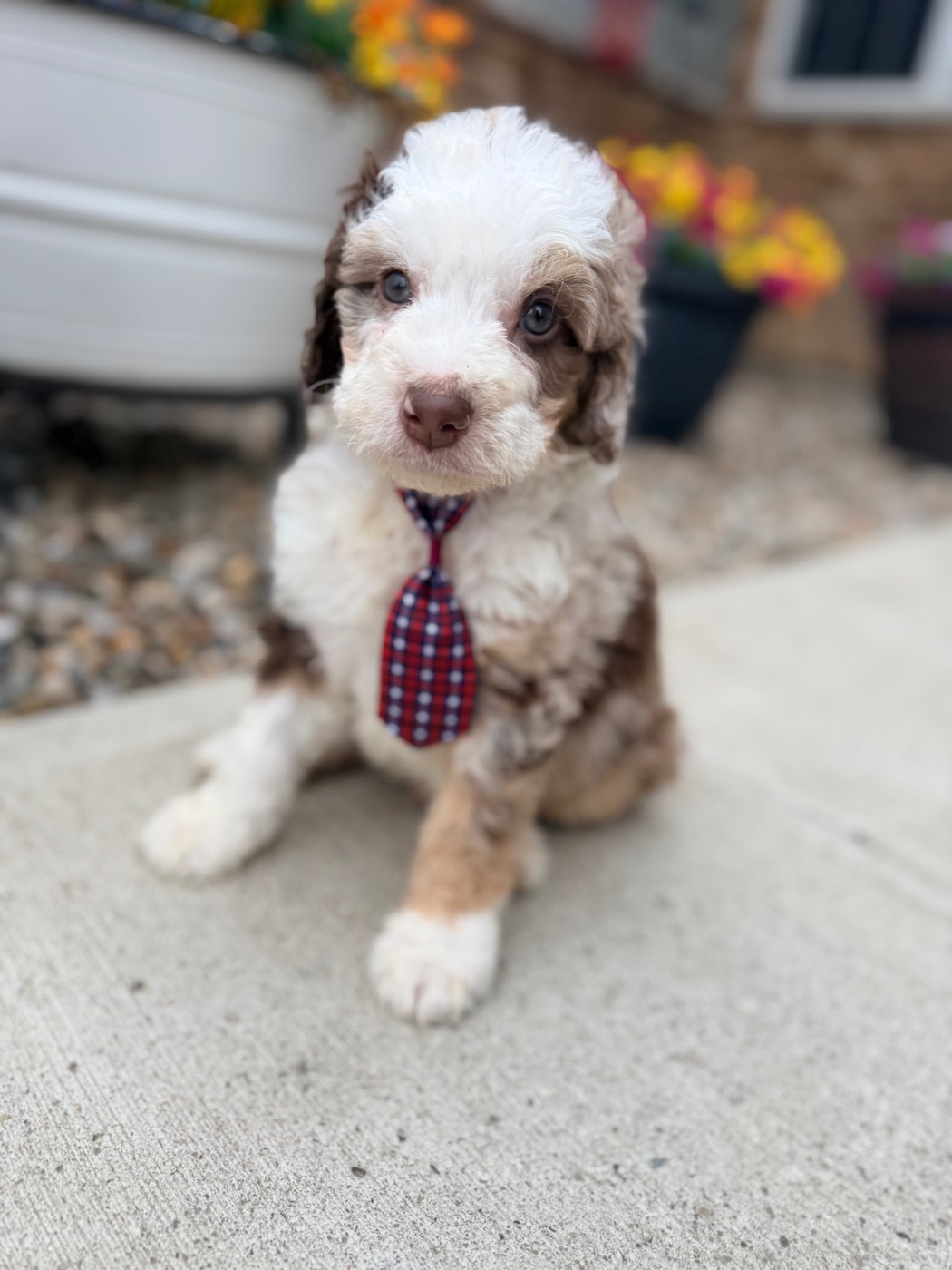 A Doodles & Doxies Bernedoodle with a wavy tri-color coat