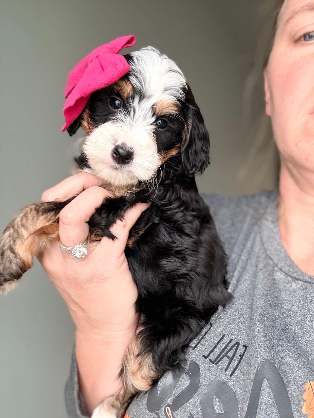 A Bernedoodle puppy raised in the Doodles & Doxies home