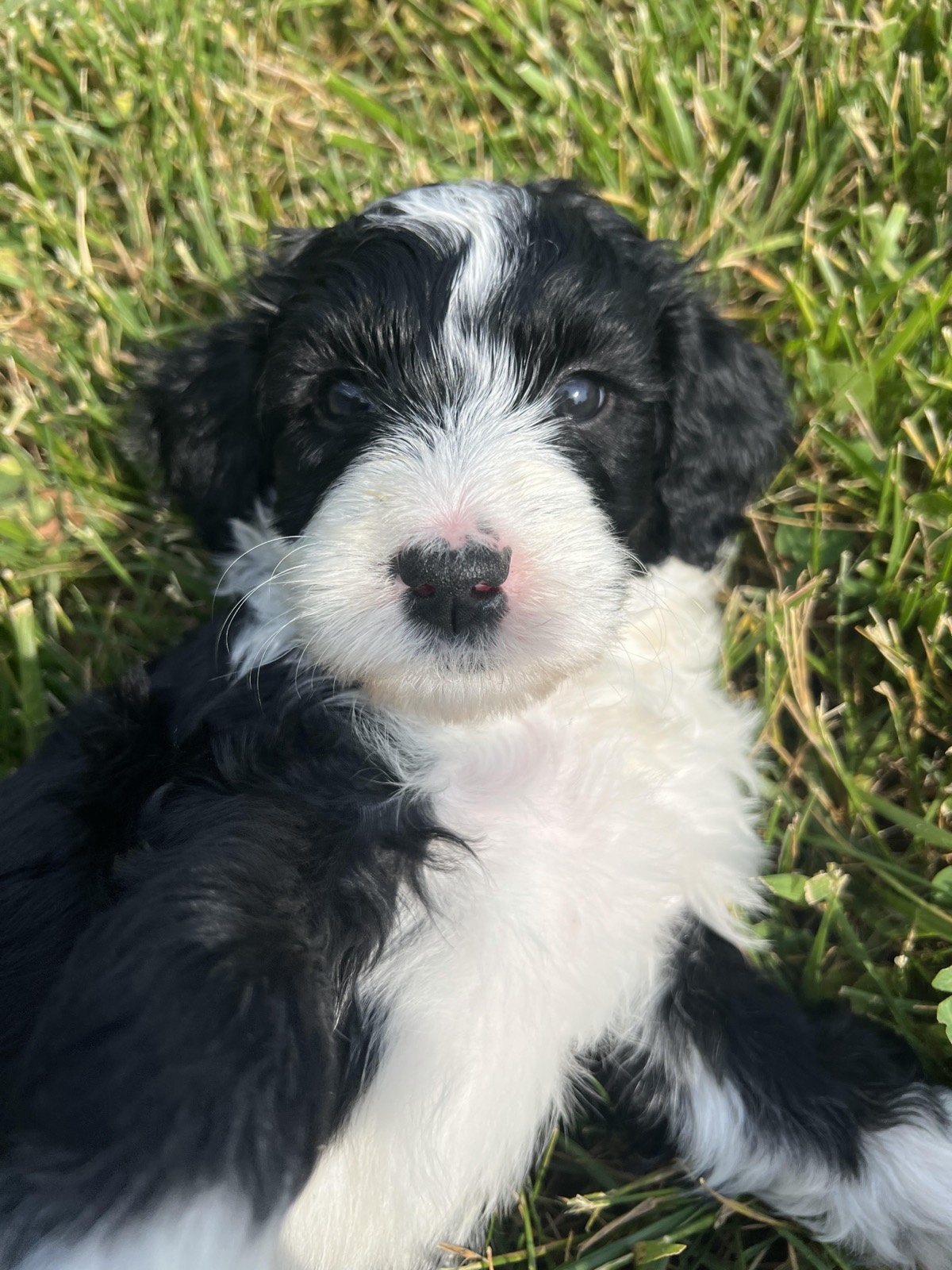 A socialized Doodles & Doxies puppy exploring calmly and confidently