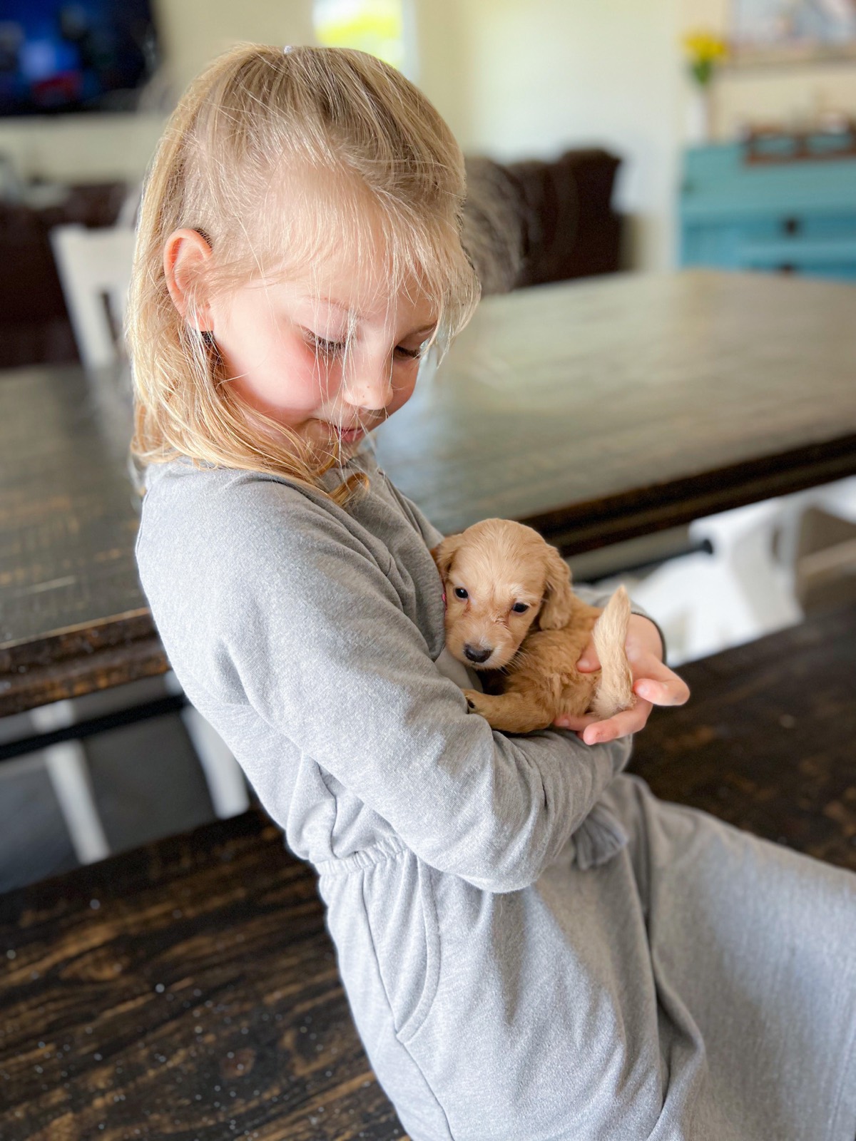 A Doodles & Doxies puppy bonding with its new family during a socialization outing