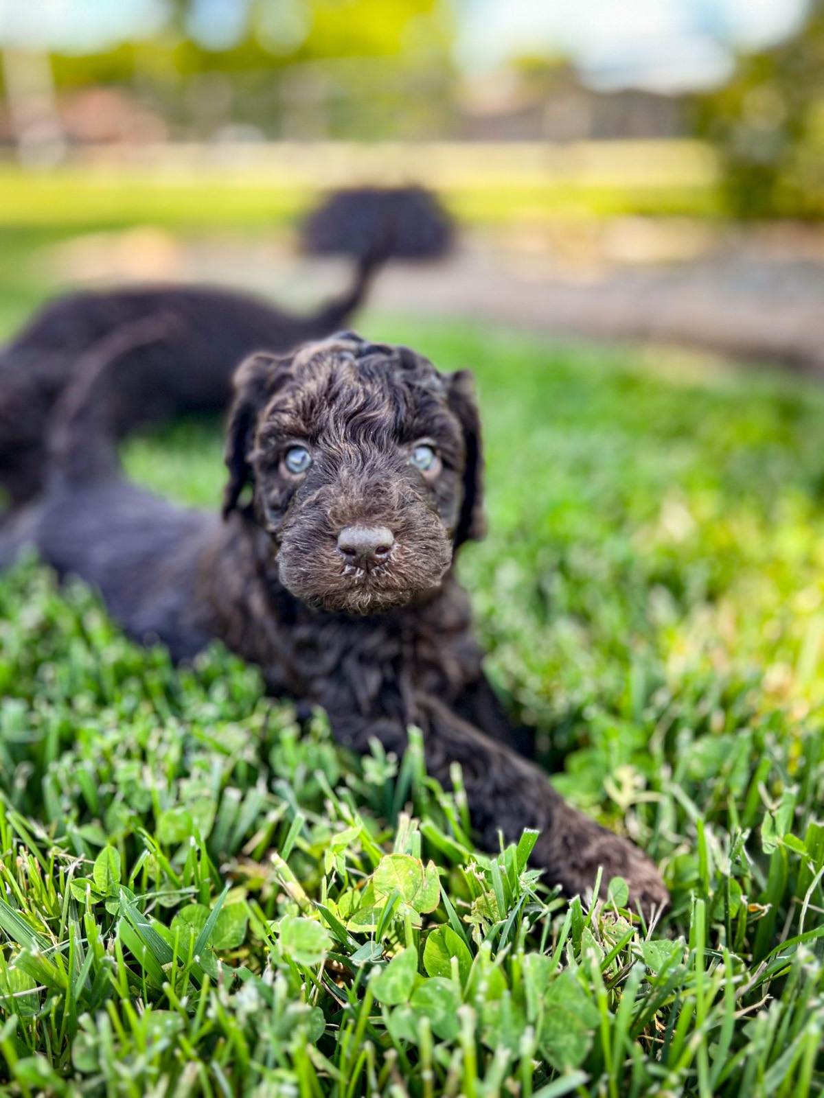 A well-socialized Doodles & Doxies puppy relaxed and confident around new people