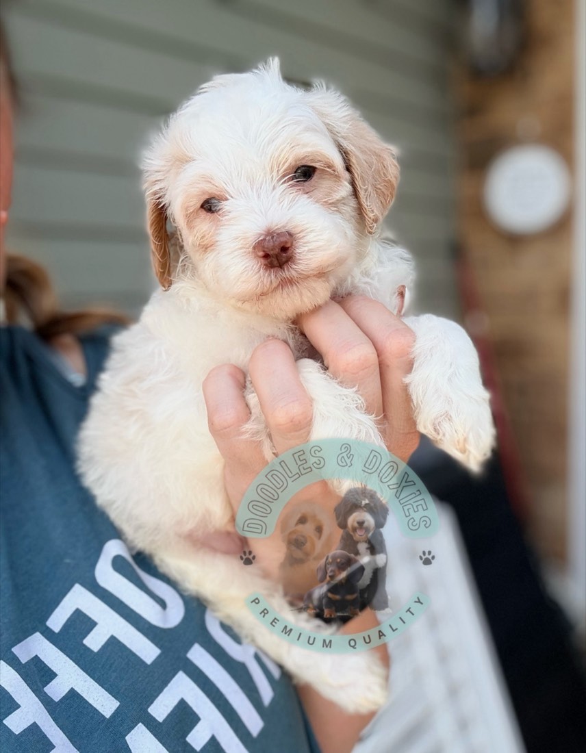 Charlotte + Buck litter