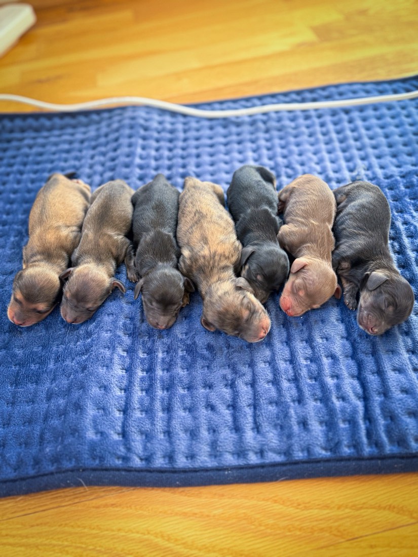 Daphne + Beans litter