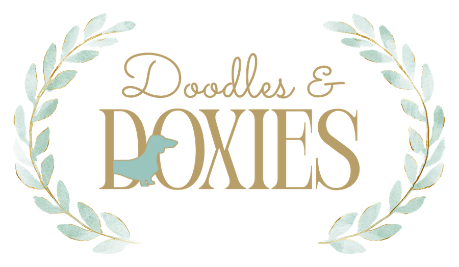Doodles & Doxies Premier Puppies