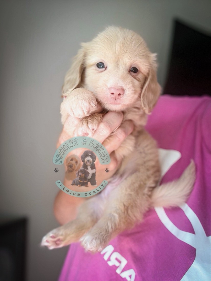 Dolly + Oscar litter