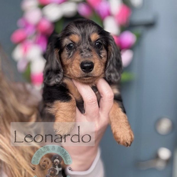 A Doodles & Doxies puppy 1