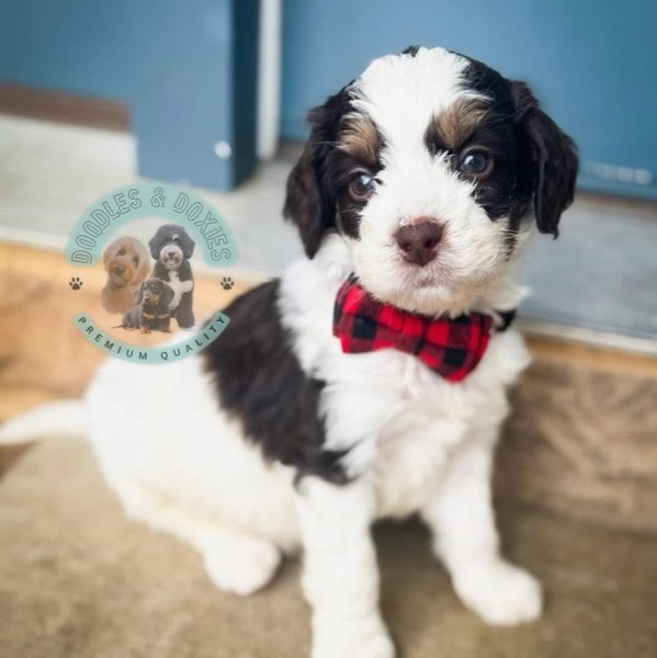 A Doodles & Doxies puppy 2