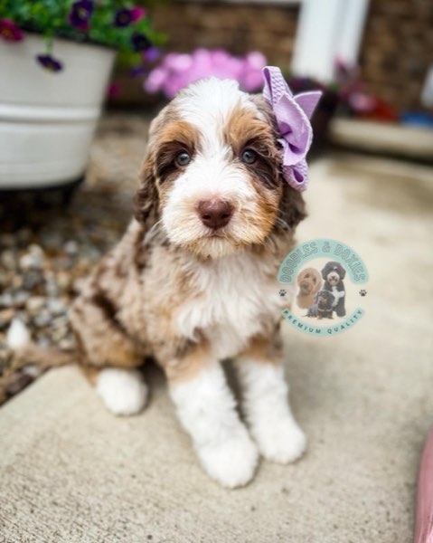 A Doodles & Doxies puppy 3