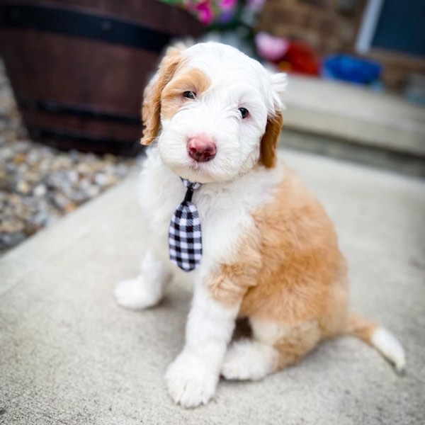 A Doodles & Doxies puppy 4
