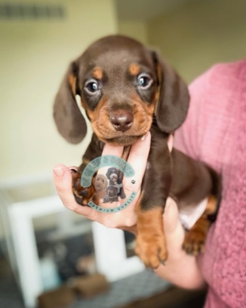 A Doodles & Doxies puppy 5
