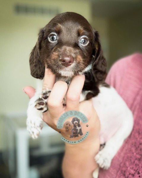 A Doodles & Doxies puppy 6