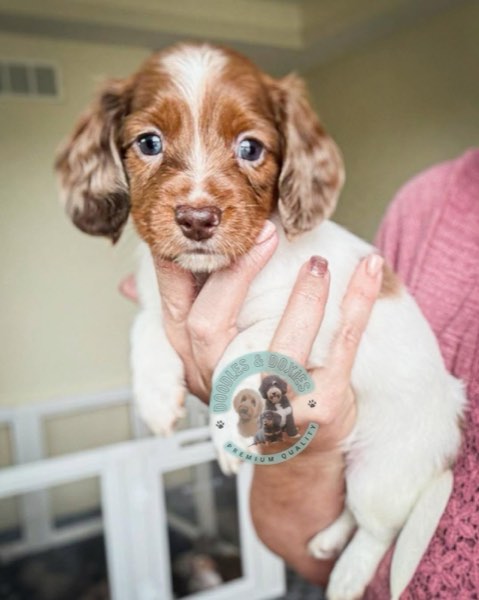 A Doodles & Doxies puppy 7