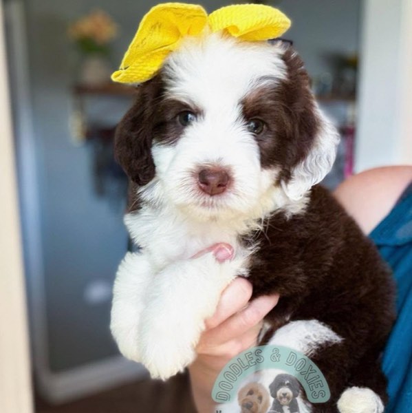 A Doodles & Doxies puppy 8