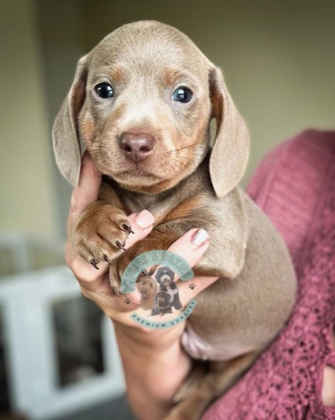 A Doodles & Doxies puppy 9