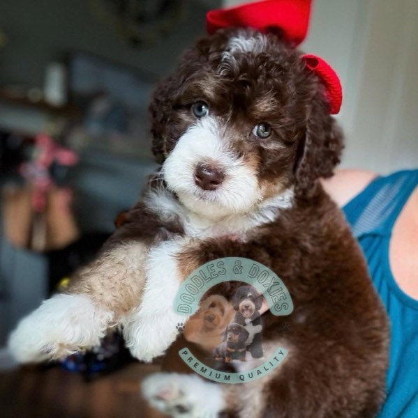 A Doodles & Doxies puppy 10