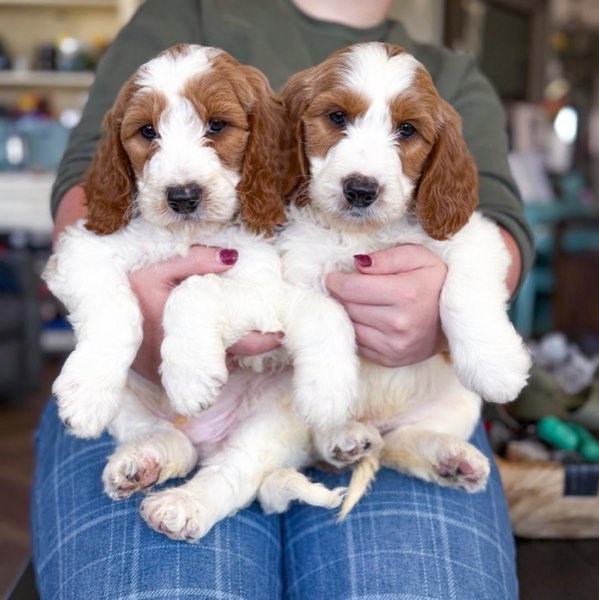 A Doodles & Doxies puppy 11