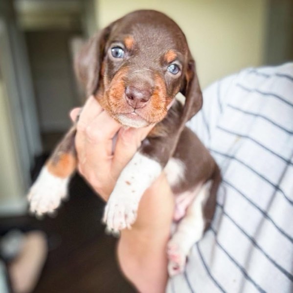 A Doodles & Doxies puppy 12