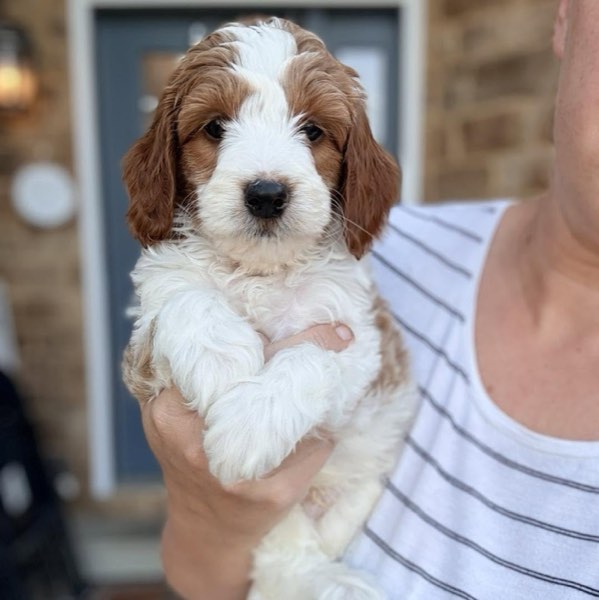 A Doodles & Doxies puppy 13