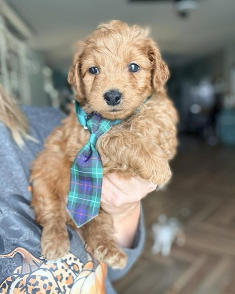A Doodles & Doxies puppy 14