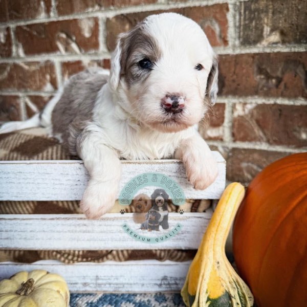 A Doodles & Doxies puppy 15