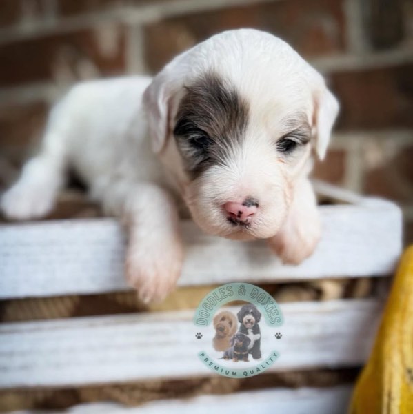 A Doodles & Doxies puppy 16