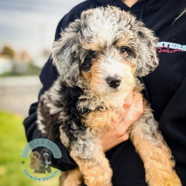 A Doodles & Doxies puppy 17