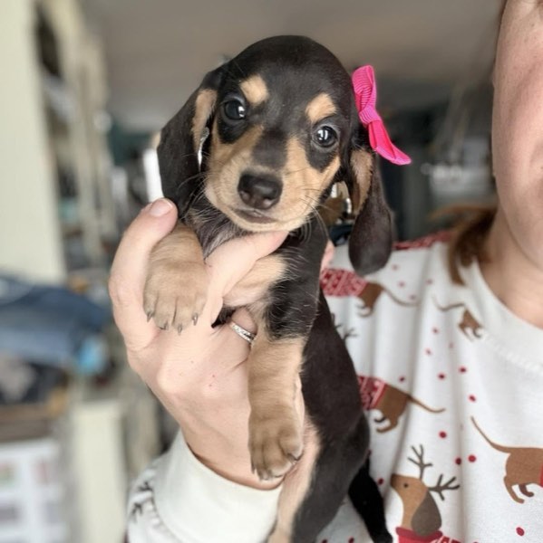 A Doodles & Doxies puppy 18
