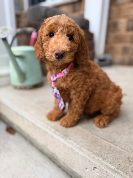 A Doodles & Doxies puppy 19
