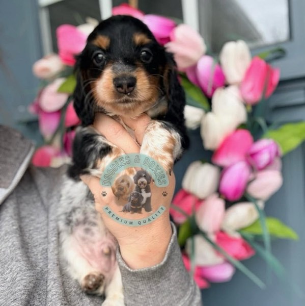 A Doodles & Doxies puppy 20