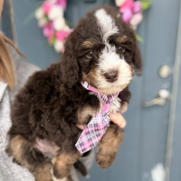 A Doodles & Doxies puppy 21