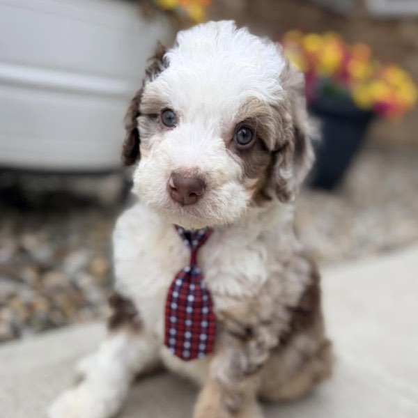 A Doodles & Doxies puppy 22