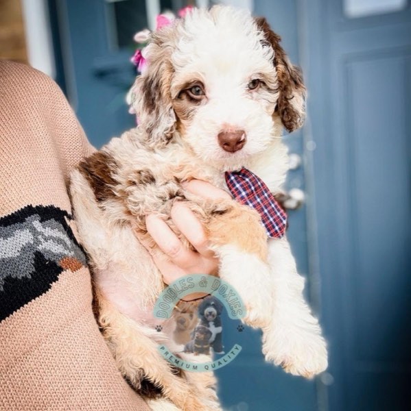 A Doodles & Doxies puppy 23