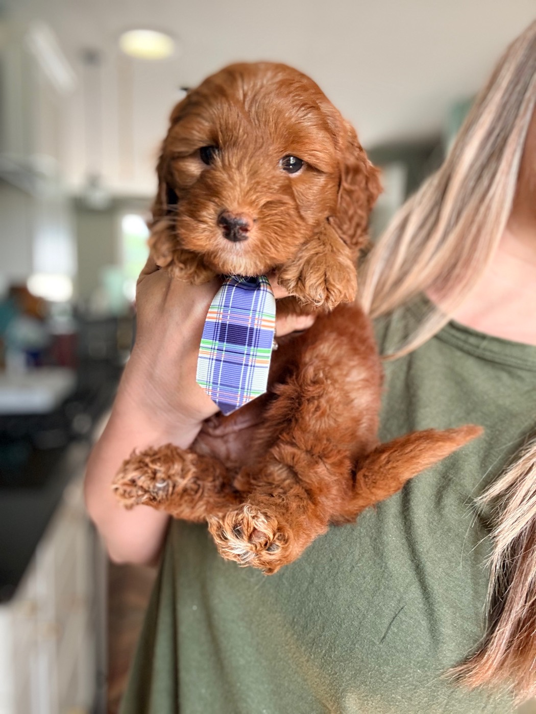 A Goldendoodle with a soft, low-shedding coat