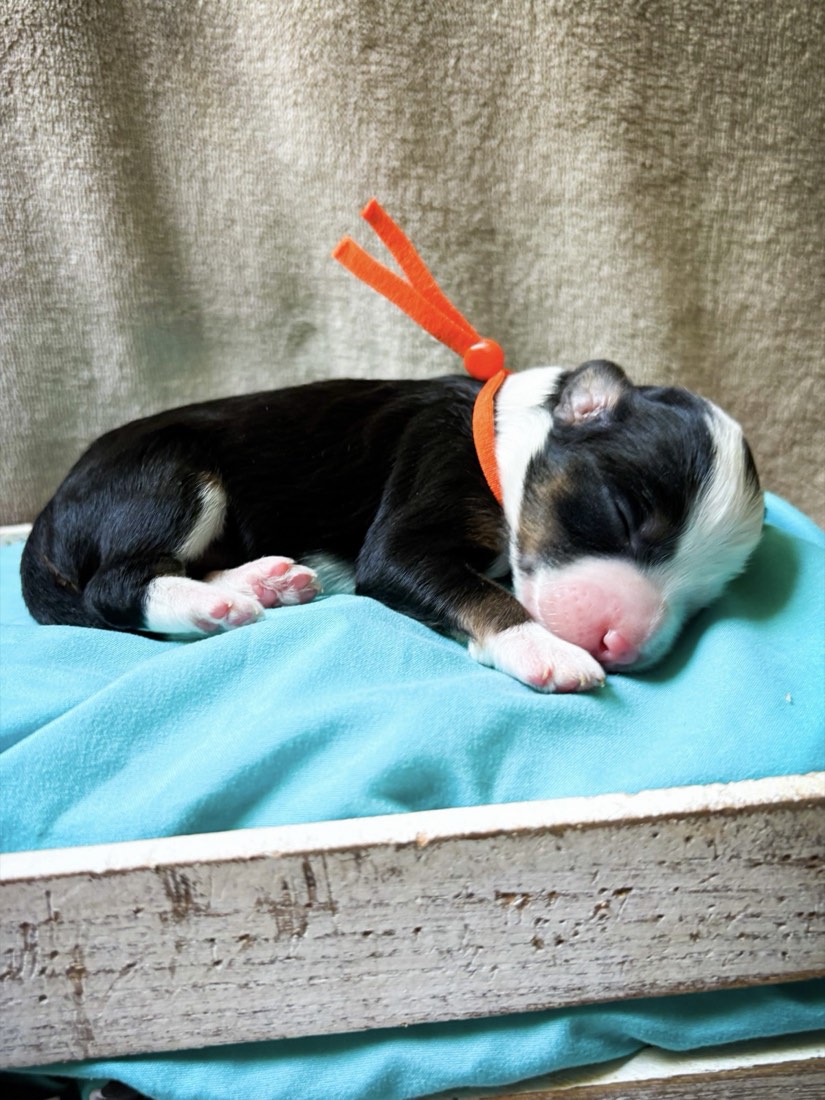 MOZZERELLA, photo 2