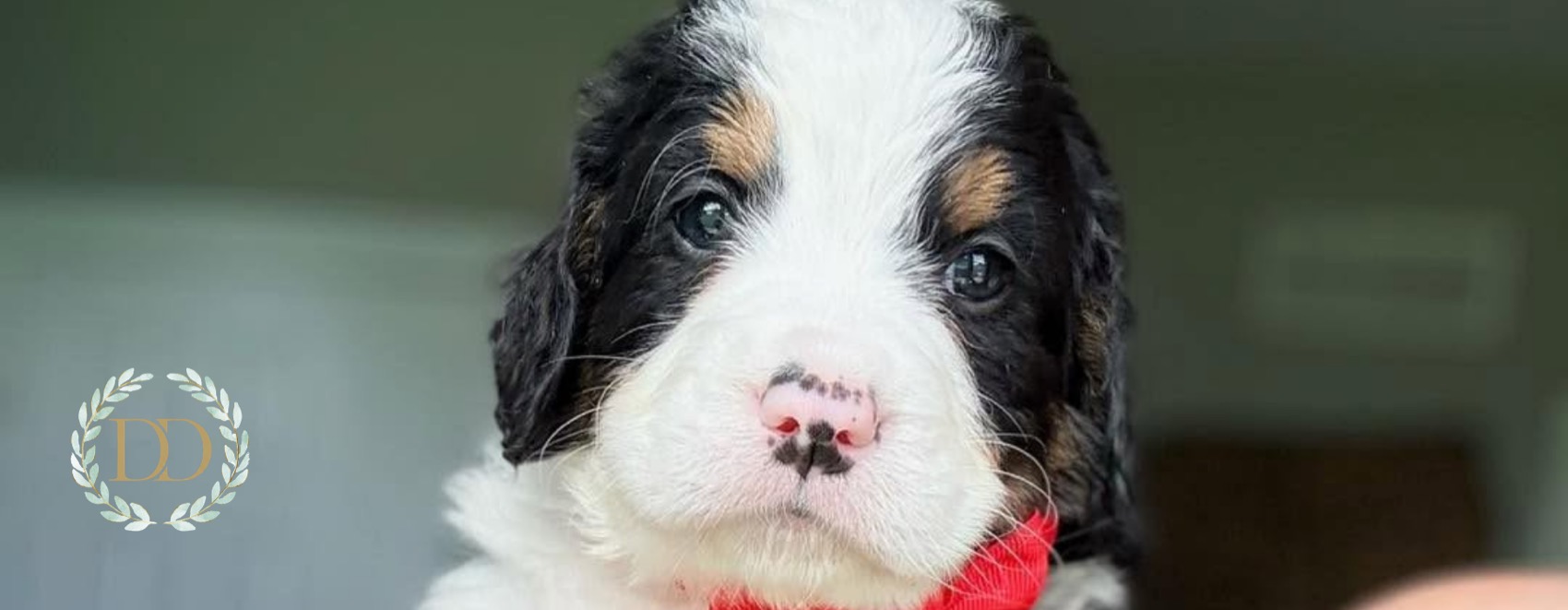 Bernedoodles