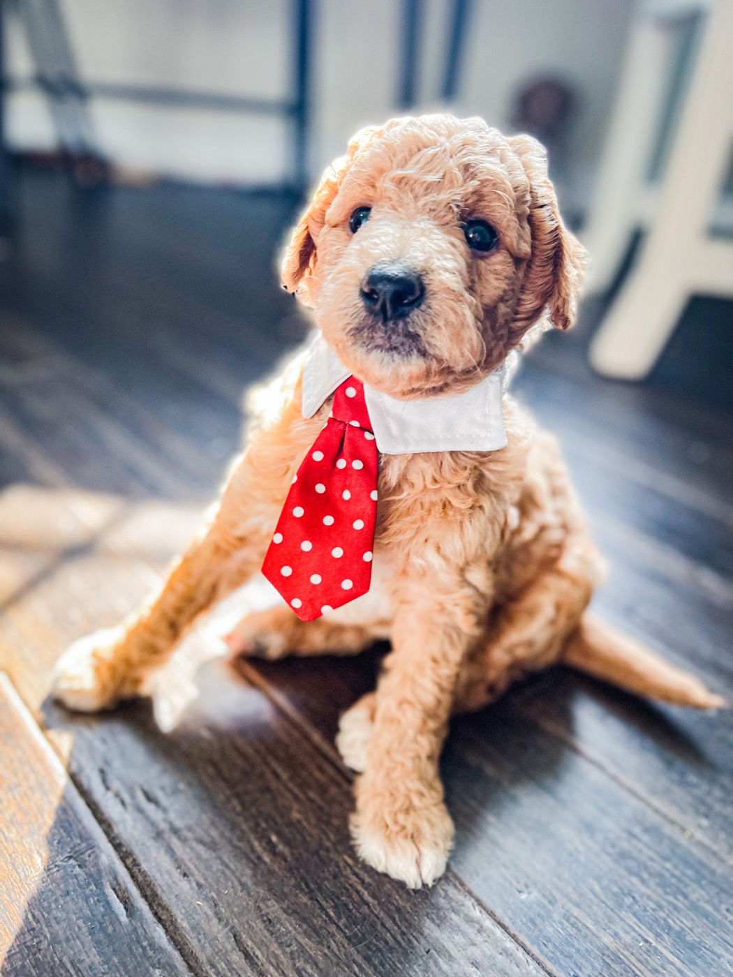A groomed goldendoodle puppy ready to meet its family