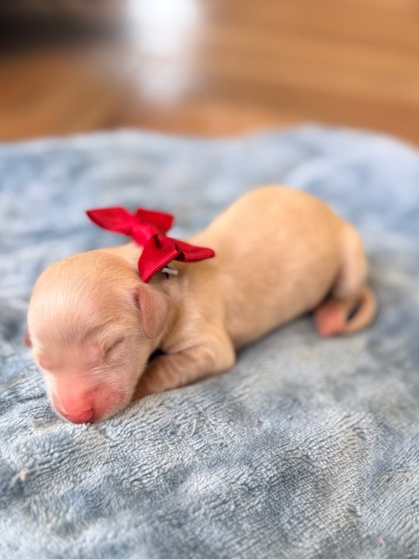 Blossom, Mini Dachshunds