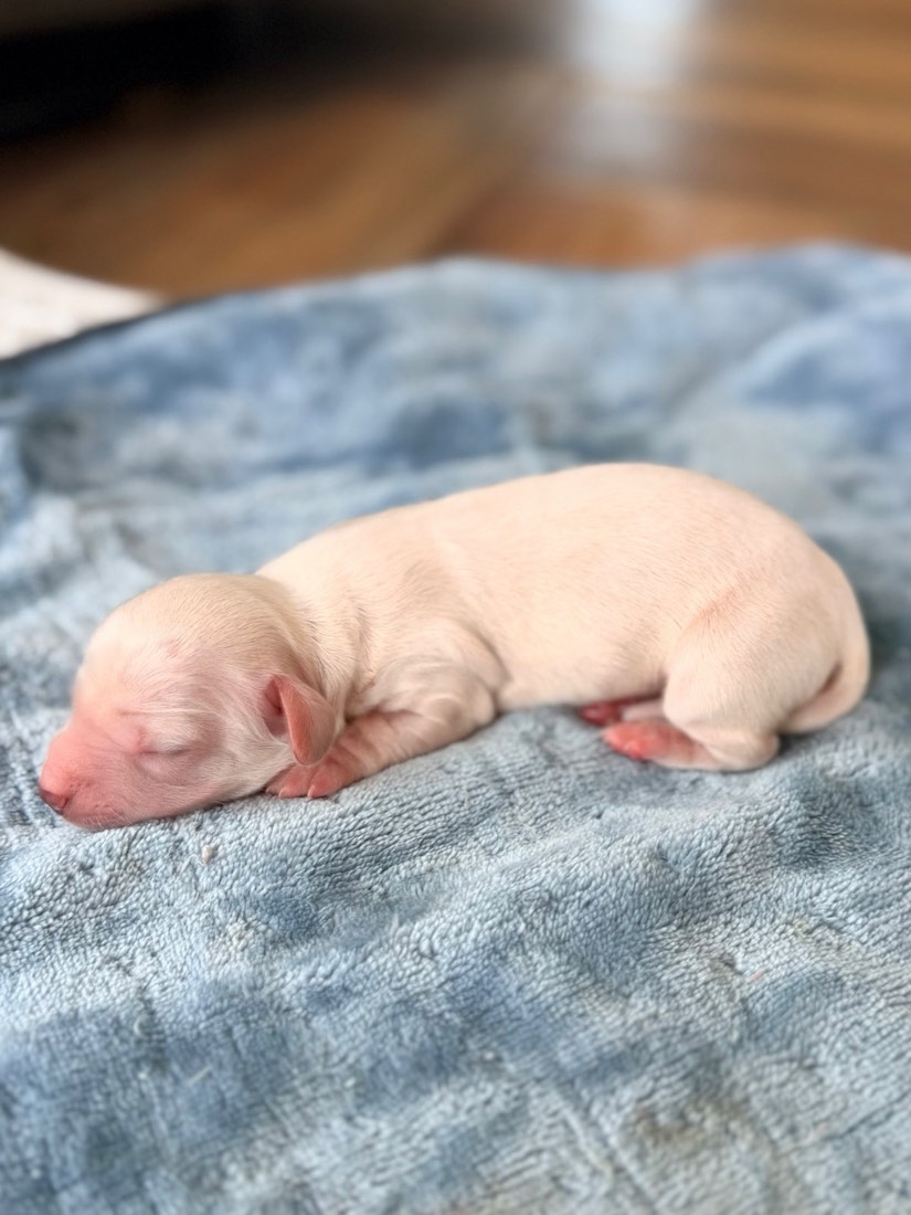Fuzzy Lumpkins, Mini Dachshunds