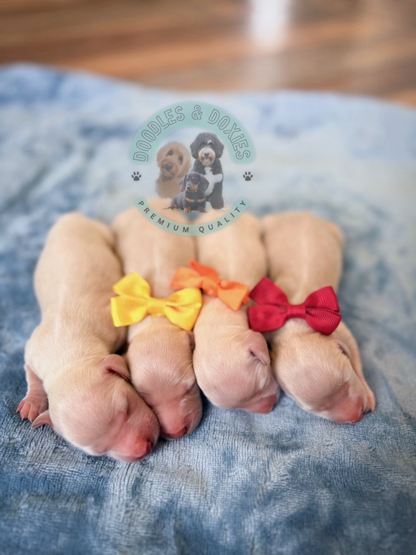 Luna + Oscar litter