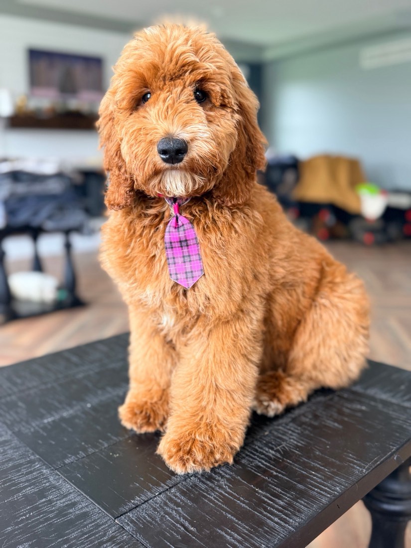 Cosmo, Goldendoodles
