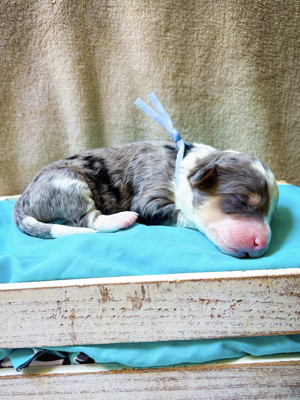 Newborn puppies curled together on a soft blanket