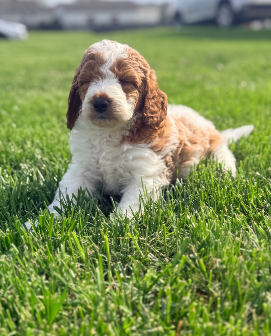 Moxie + Buster litter