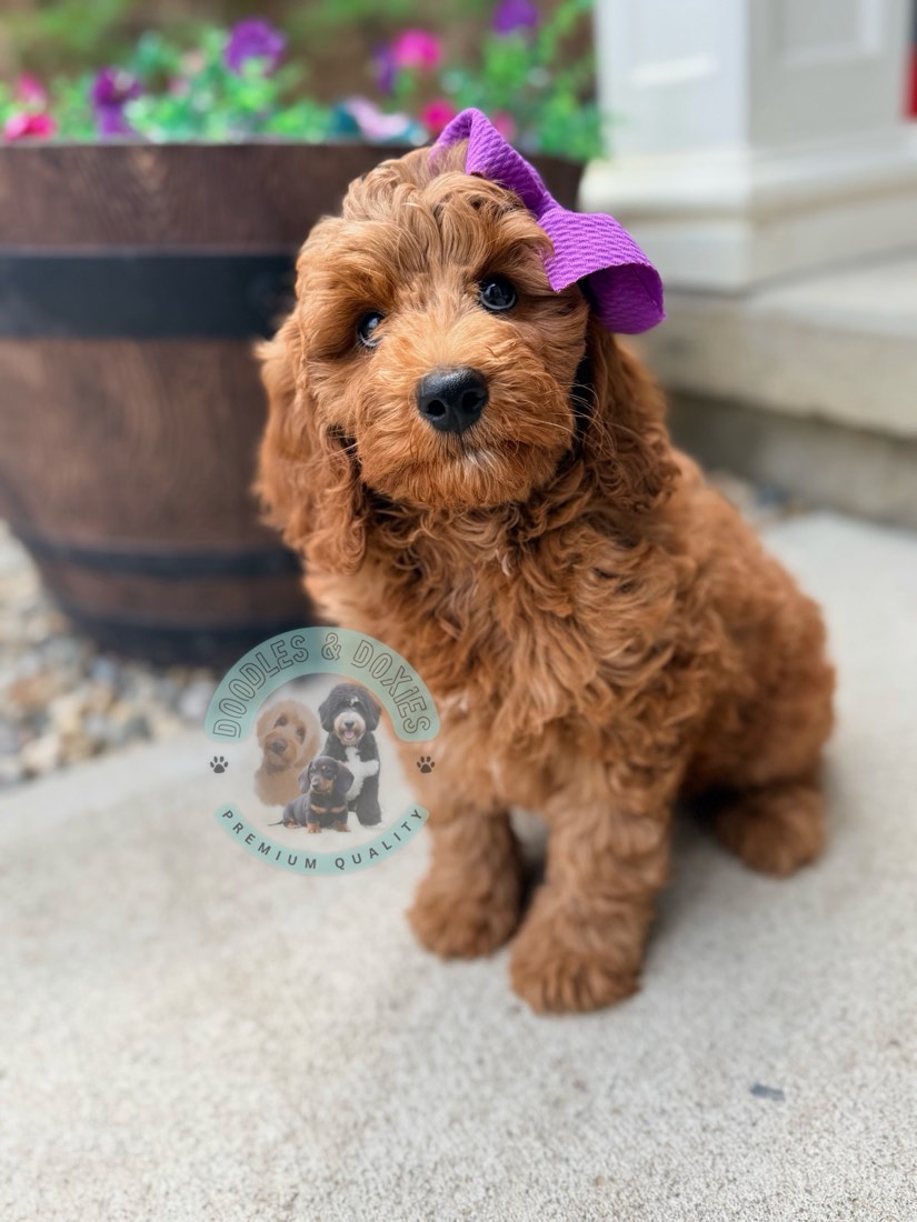 Breeze, Goldendoodles