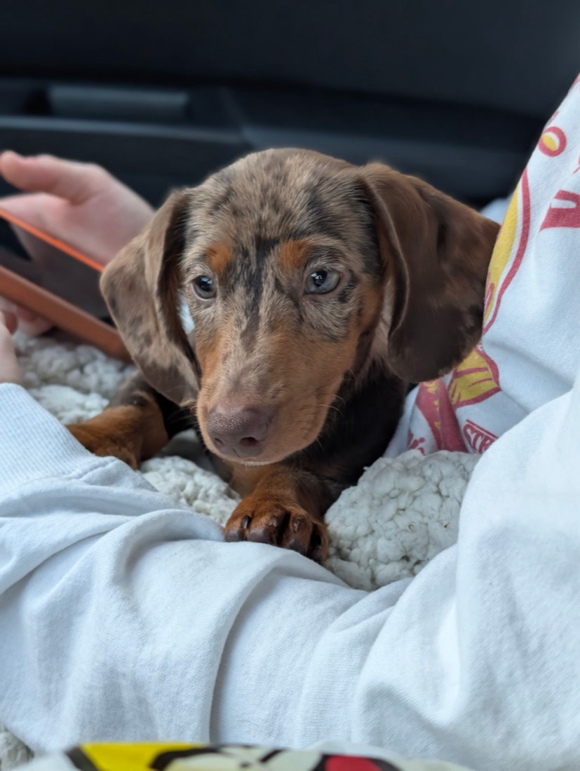Moxie + Pickles litter