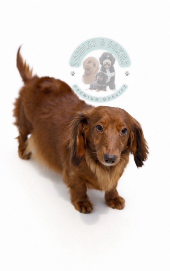 Autumn, Mini Dachshund